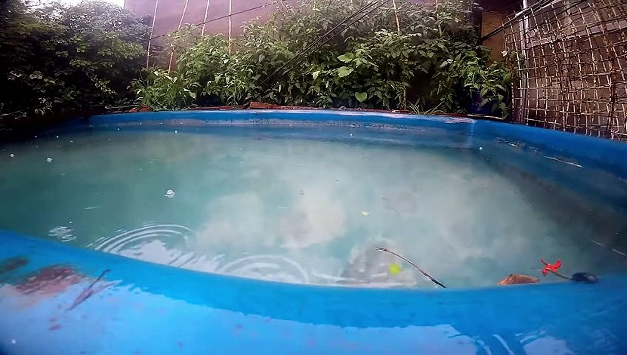 Agua de lluvia Cayendo sobre la pileta - Sonidos de la Naturaleza | Matías HD