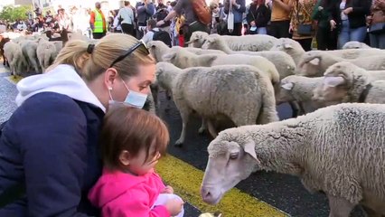Παρέλαση... προβάτων στην Μαδρίτη