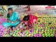 Potters make earthen diyas for Diwali in Kolkata