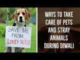 Ways To Take Care Of Pets And Stray Animals During Diwali