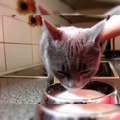Baby Cats - Cute Cats - Adorable Cats - Funny Cats Compilations PART 7