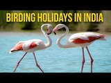 Birding Holidays In India