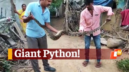 Giant Python In Snake Helpline Member's House In Malkangiri Rescued Safely