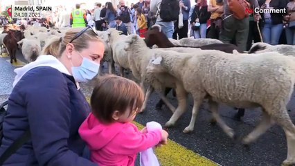شاهد: مسيرة الأغنام السنوية تجمع الجماهير في مدريد
