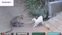 funniest animals in the world between monkeys and cats