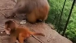 Facebook(360p)(4)#babymonkey #Animalshome,animal,sea animals,reptile,insect,animals for kids,all animal video,shark,whale,Dolphin,spermaceti,octopus,duck,cat,dog,pig,chicken,goat,dinosaur,elephants,tiger,Lion,snake,crocodile,//261ghve,what is this,find an