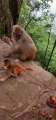 Facebook(360p)(4)#babymonkey #Animalshome,animal,sea animals,reptile,insect,animals for kids,all animal video,shark,whale,Dolphin,spermaceti,octopus,duck,cat,dog,pig,chicken,goat,dinosaur,elephants,tiger,Lion,snake,crocodile,//261ghve,what is this,find an