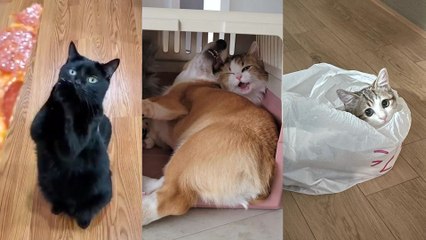 필살기로 집사 주머니 터는 고양이/댕댕이에게 잘못 걸린 고양이/배달음식을 시켰는데 고양이가 왔습니다(?)