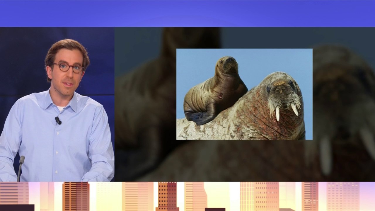 L'ONG WWF recrute des volontaires pour compter et tenter de sauver les morses