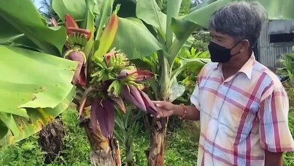 ชาวบ้านแห่ส่อง "เลขเด็ด1/11/64" กล้วย 4 เครือ 4 ปลี ในต้นเดียวกัน(มีคลิป)