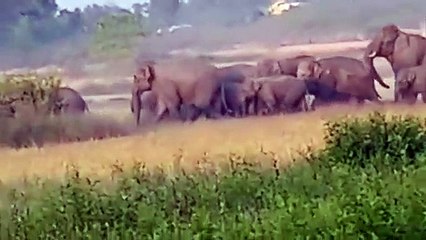 शहर के नजदीक पहुंचे 24 हाथियों ने ग्रामीण को मार डाला, रौंद रहे फसल, गांव कराया गया खाली