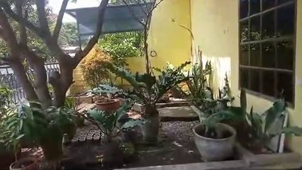 Plants in the yard (Tanaman hias di halaman depan rumah)