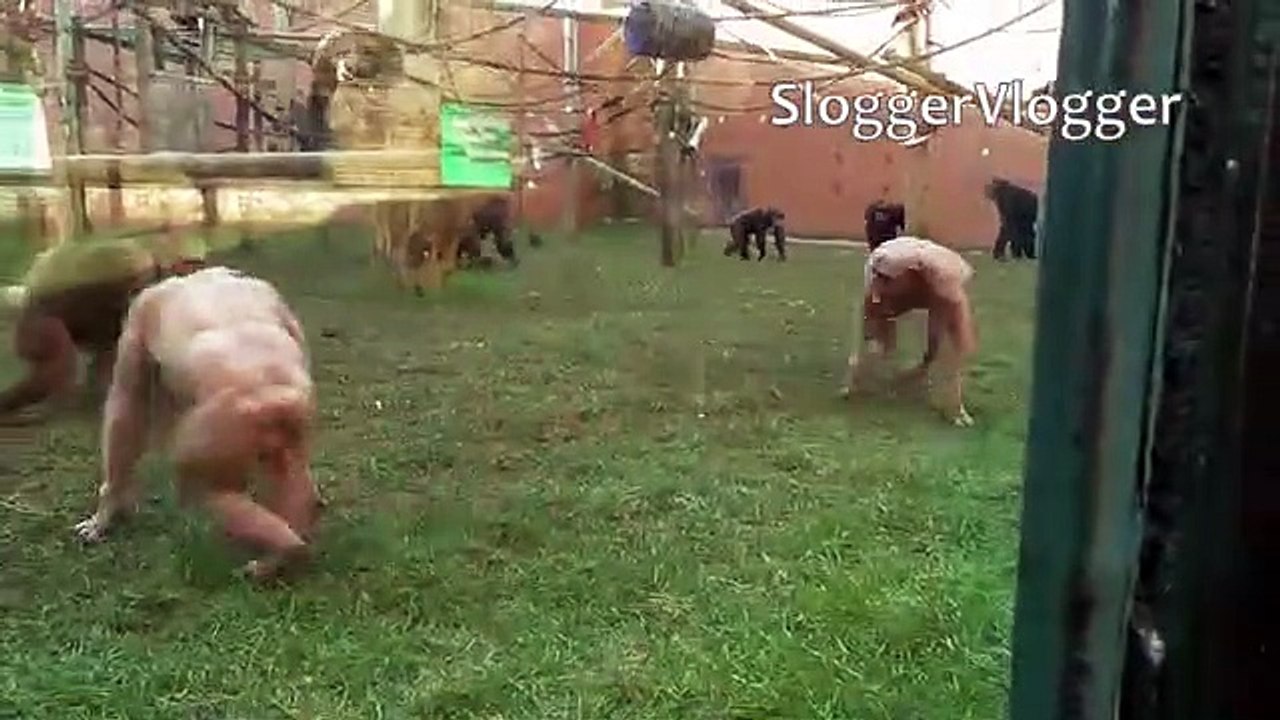 Chimpanzés alopecia