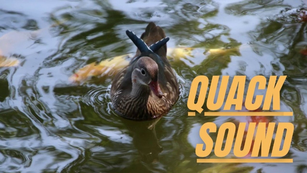 Quack Sound Duck | Quacking Sounds of Ducks | Kingdom Of Awais