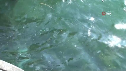 Arnavutköy sahilini denizanaları bastı