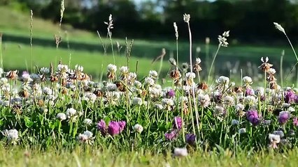 Beautiful Music, Relaxing Instrumental Music,Soothing Music, Stress Relief " Interesting Vacation "