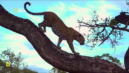 El linaje de los depredadores (3)  La Sororidad_ DOCUMENTAL.