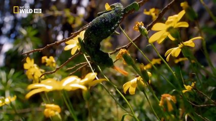 WILD NILO_ El paraíso terrenal_ DOCUMENTAL.