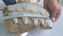 Manisa'da milyonlarca yıllık hayvan fosili bulunduğu iddiası