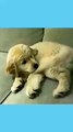 Tail Effect Always Behind | Golden Retriever | Funny Animals Try Not To Laugh