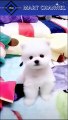 Funny and Cute Pomeranian | Funny Animals Try Not To Laugh