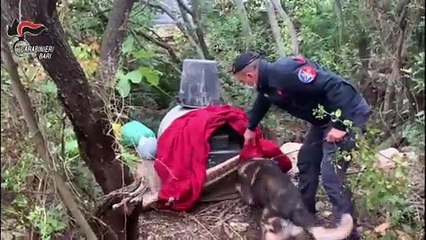 Puglia: 5 kg di marijuana nel terreno di proprietà, finisce in carcere un 35enne a Modugno (Bari) - VIDEO