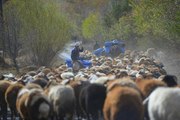 Bingöl sonbahar renklerine büründü