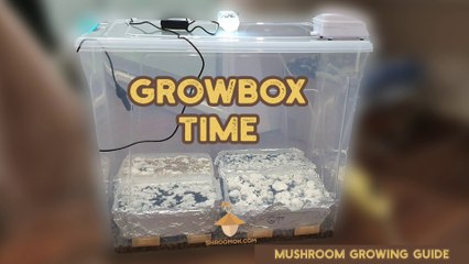 Growbox and Fruiting Parameters for Mushroom Growing