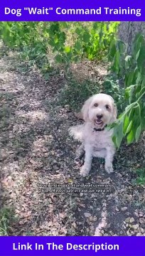 Dog Wait Command Training | How To Teach Wait To Puppy