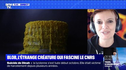 Ni animal, ni végétal... le blob, qu'est-ce que c'est ? BFMTV répond à vos questions