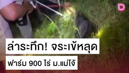 ล่าระทึก! จระเข้หลุดจากฟาร์ม 900 ไร่ ม.แม่โจ้ | ชนคลิปข่าว 25/10/64 เดลินิวส์