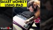 'Smart monkey using owner's iPad with utmost interest is the cutest thing you'll see today'