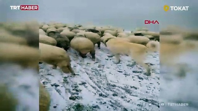 Rize yaylalarında kar kalınlığı 20 santimi aştı