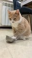 Clever cat plays with food bowl to ask for dinner.