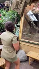 Frill Dragon Attack Some of the coolest animals in the zoo make an appearance it's so hard to choose a favorite!