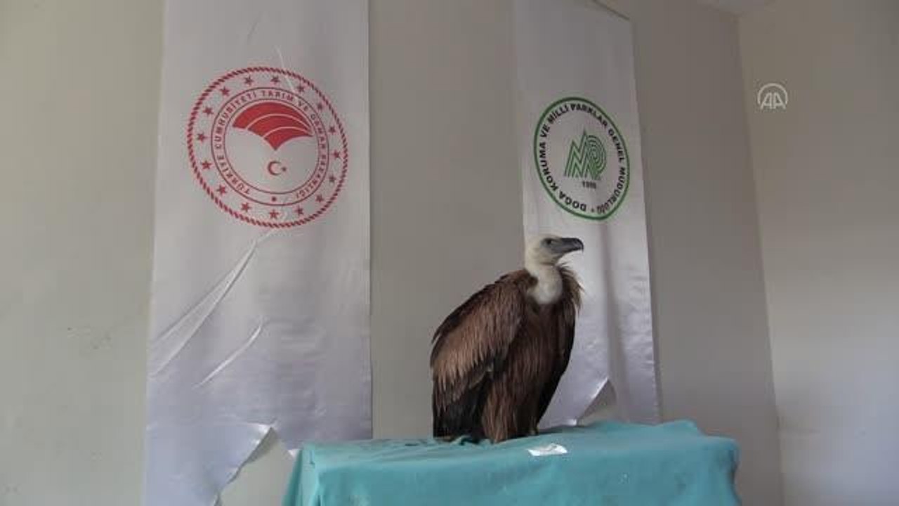 ÇANAKKALE - Bitkin bulunan kızıl akbaba koruma altına alındı