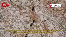 Tunceli'de çengel boynuzlu dağ keçisi görüntülendi