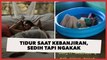 Viral Cewek Tidur Pakai Ini Saat Rumah Kebanjiran, Publik Sedih Tapi Ngakak