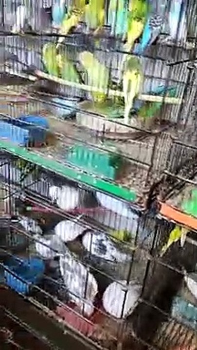 birds itwar bazar in peshawar chargano chowk. different types of birds available for sale and purchaswe