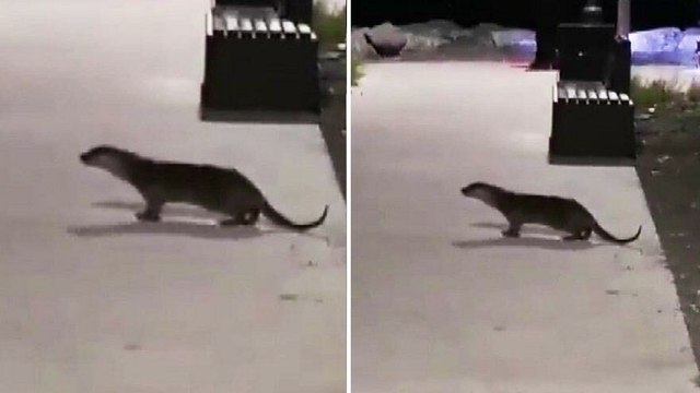 Kurbağalıdere'de su samuru çıktı, vatandaş şaşkına döndü
