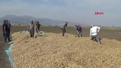 İSLAHİYE VE NURDAĞI'NDA 15 BİN DEKARDA YER FISTIĞI HASADI