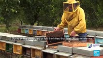 Climate change: Italian beekeepers' heavy losses in Sicily