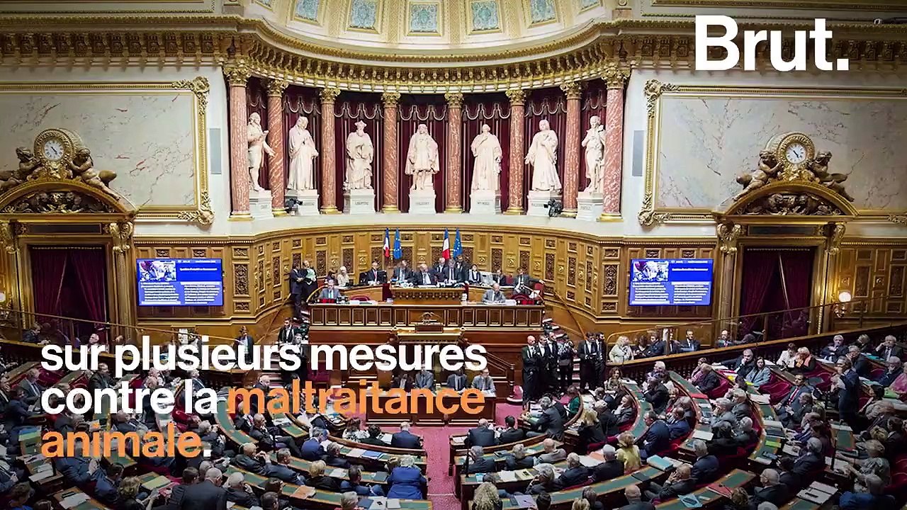 Loi sur la maltraitance animale : ce qu'elle contient
