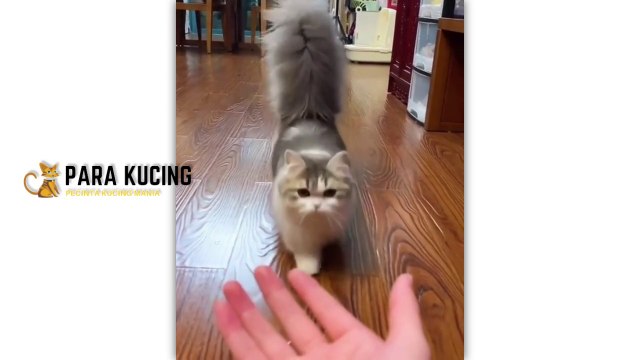 Funny cat Cute Cat Kucing Lucu Kucing Imut | 30 Cat Videos From Tiktok & Reels | #EPISODE5