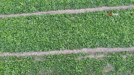 Iğdır'da çiftçiler ıspanak hasadı için gün sayıyor