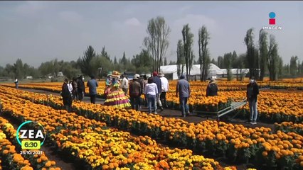 Claudia Sheinbaum visita Xochimilco y destaca producción de cempasúchil
