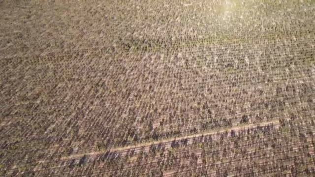 La Guardia Civil decomisa en Toledo más de 200.000 plantas de marihuana