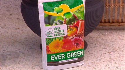 bd-publireportaje-evergreen-251021