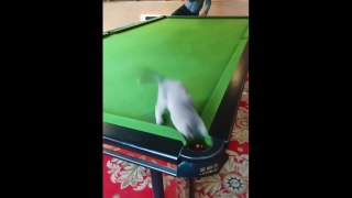 CUTE ANIMALS CAT , DOG , MONKEY Funny and cute moments of animal- Sevimli Hayvanlar #1