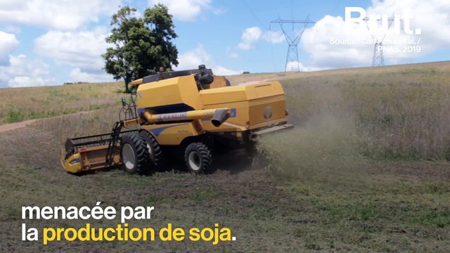 Au Brésil, la culture du soja menace la biodiversité